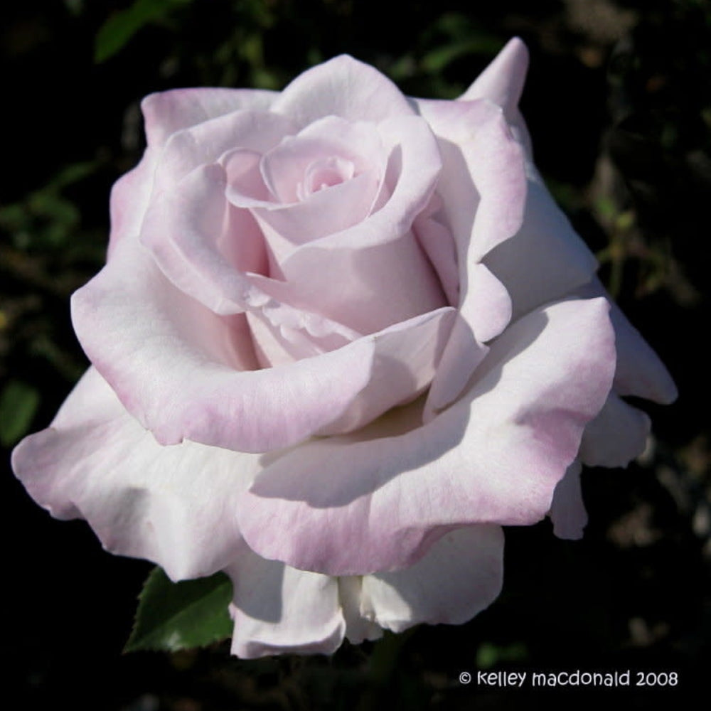 Hybrid Tea | Stainless Steel®