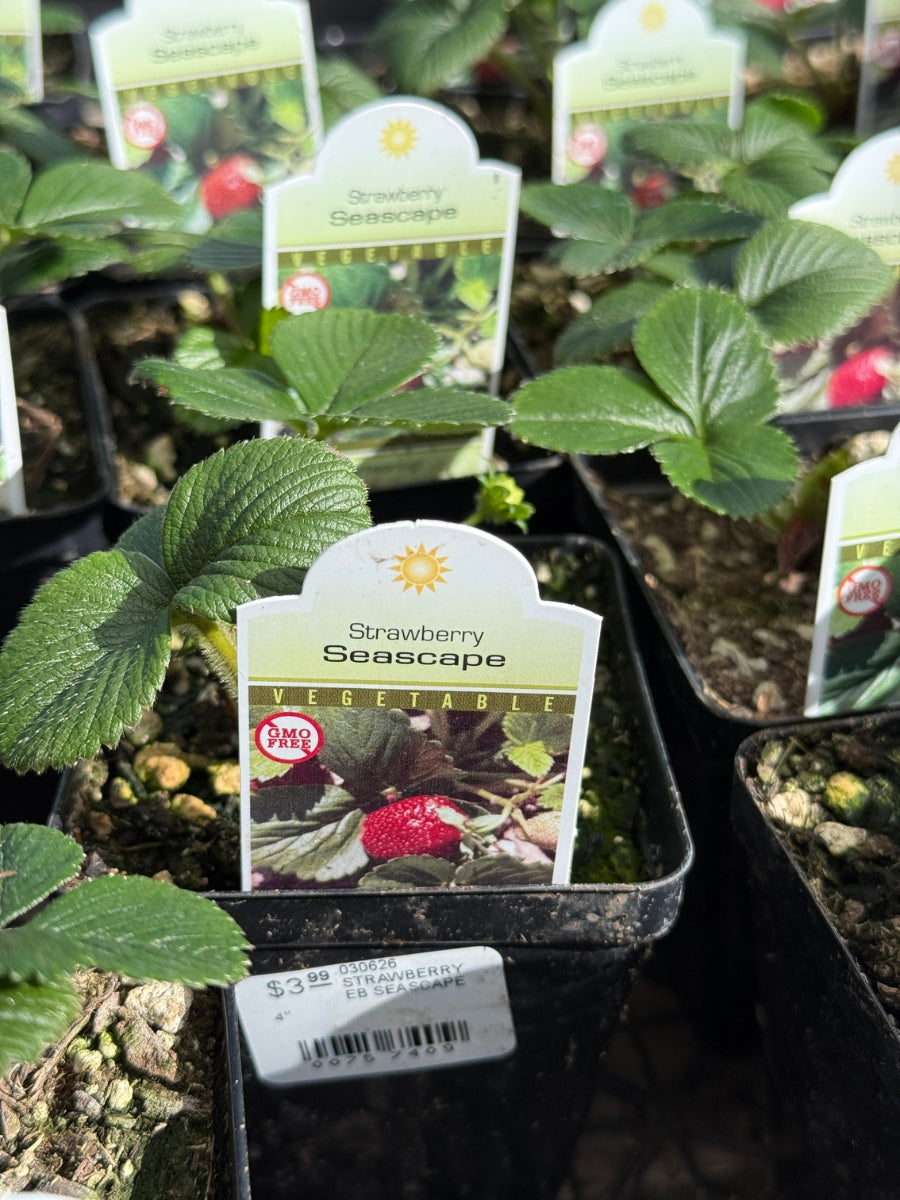 Strawberry Everbearing 'Seascape' 4”