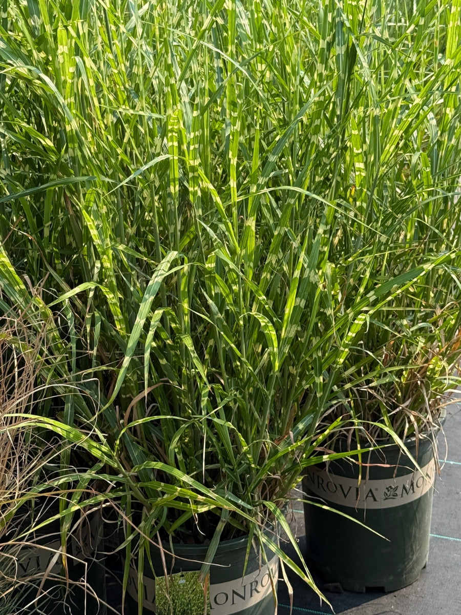 Miscanthus 'Strictus' 5G