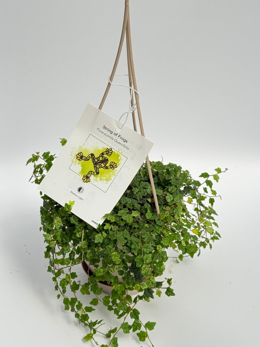 Hanging Basket | String of Frogs 4.5''