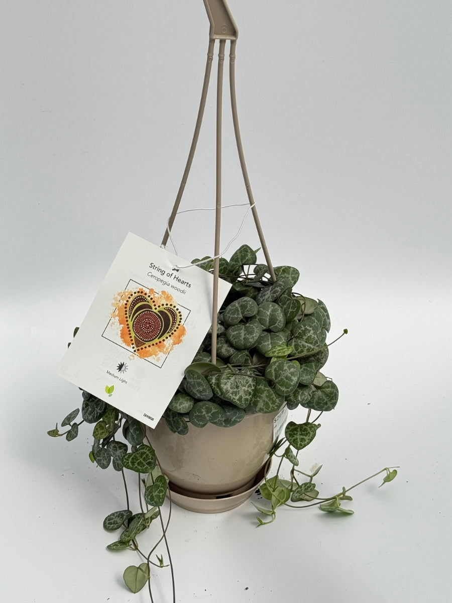 Hanging Basket | String of Hearts 4.5''