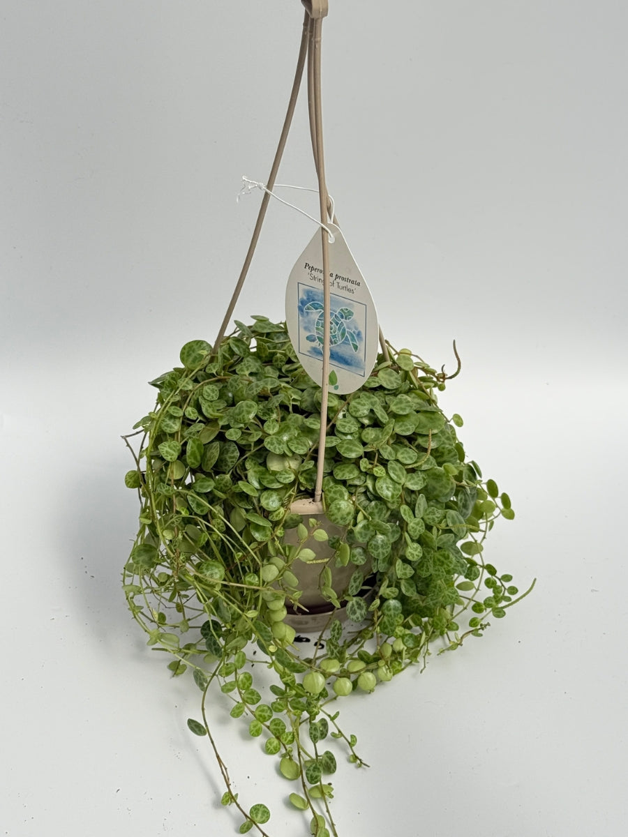 Hanging Basket | String of Turtles 4.5''