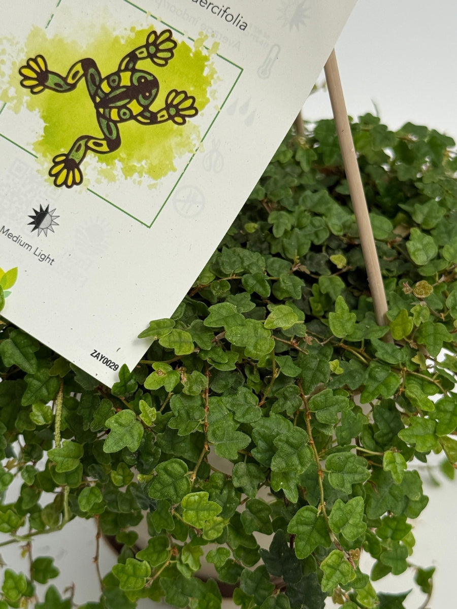 Hanging Basket | String of Frogs 4.5''