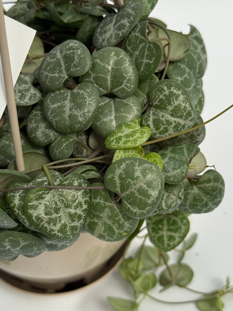 Hanging Basket | String of Hearts 4.5''