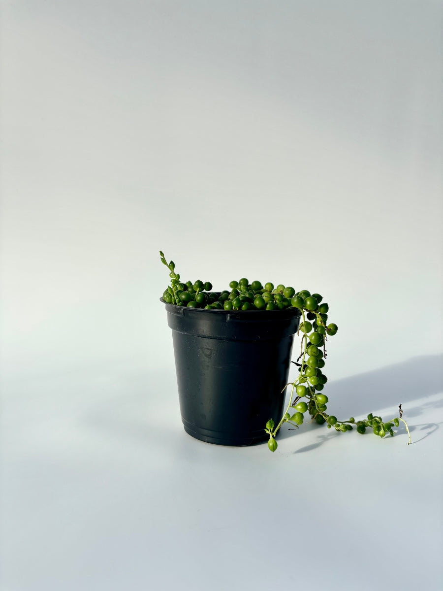 String of Pearls 4"