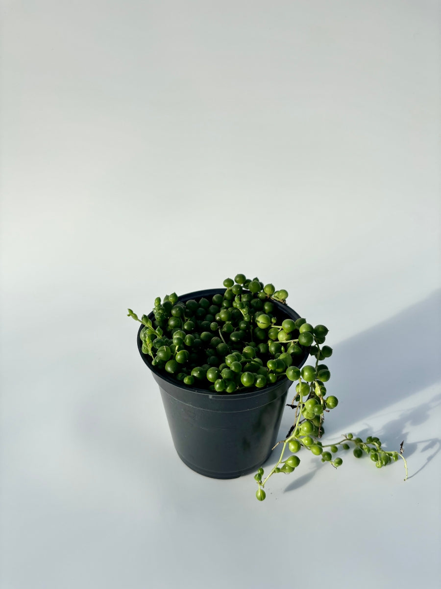 String of Pearls 4"