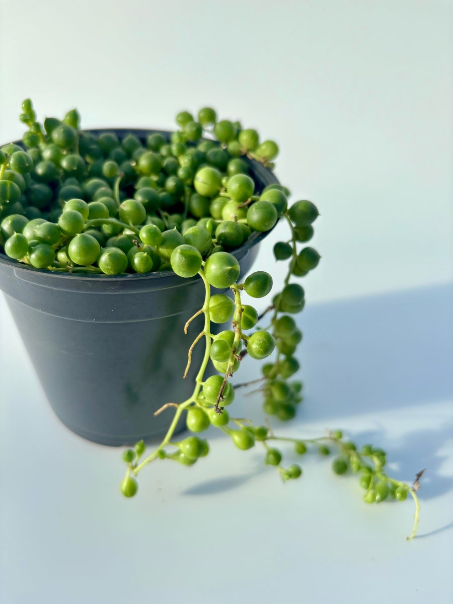String of Pearls 4"