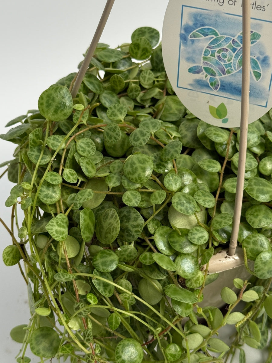 Hanging Basket | String of Turtles 4.5''