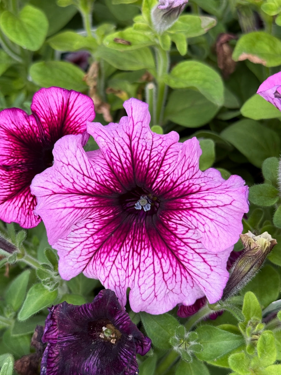 Petunia Daddy®️ Sugar Pack