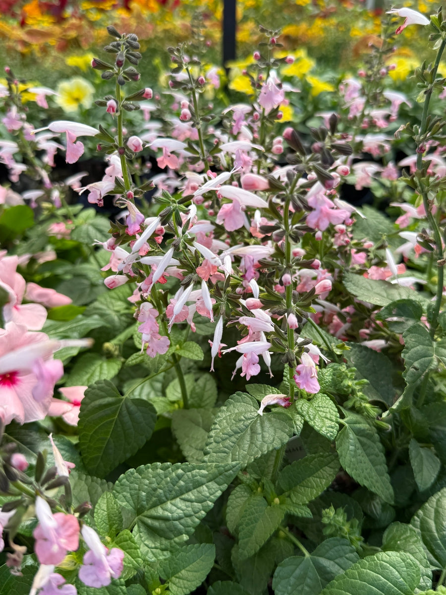 Salvia 'Summer Jewel Pink' Qt.