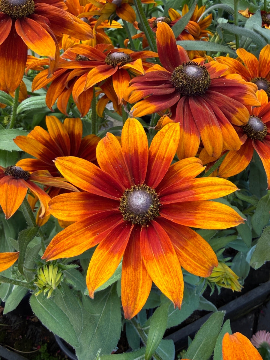Echibeckia 'Summerina Sunreef' 1G
