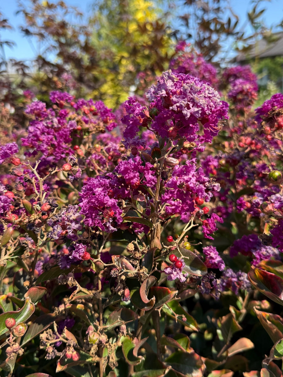 Summerlasting® Plum Crape Myrtle 5G