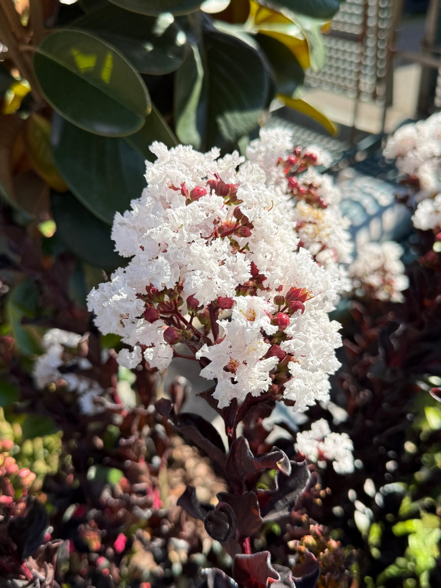 Summerlasting® Coconut Crape Myrtle 5G