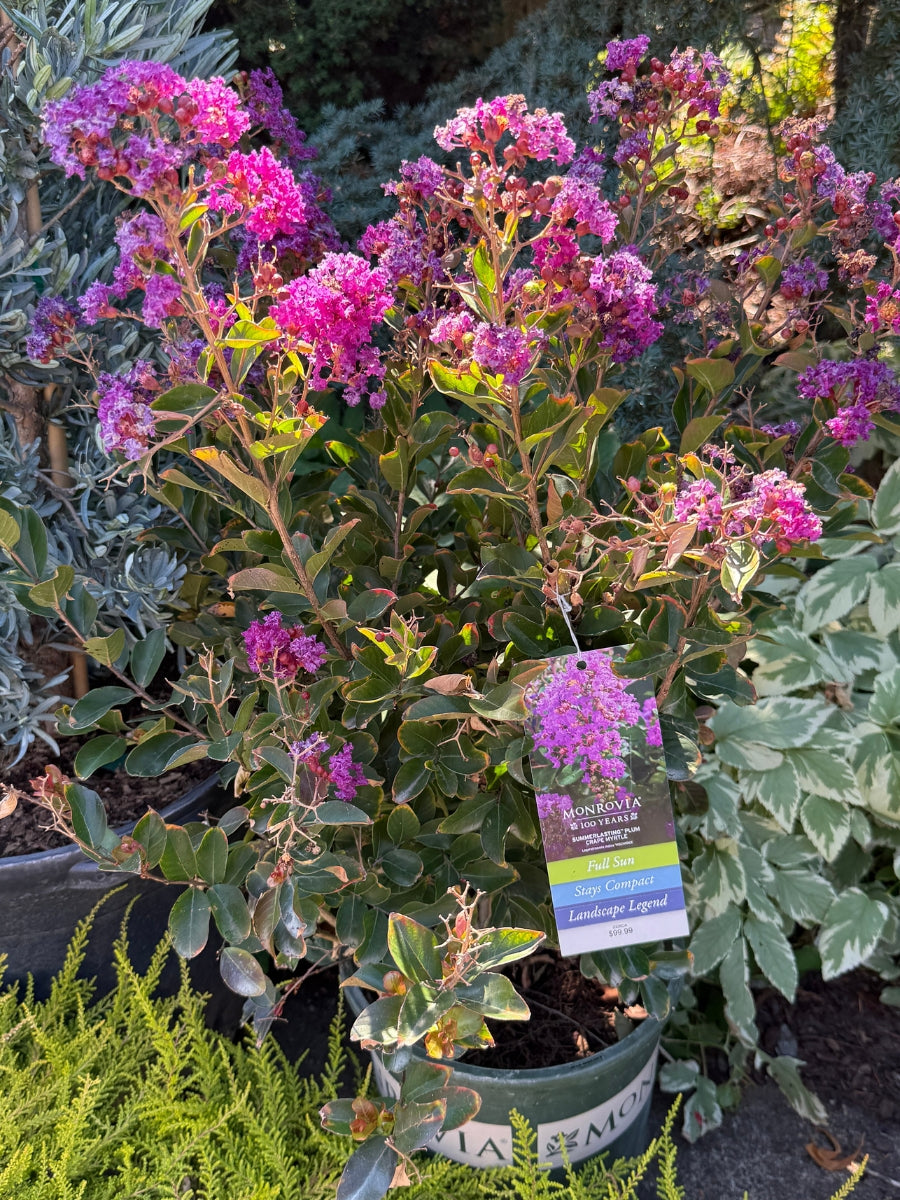Summerlasting® Plum Crape Myrtle 5G