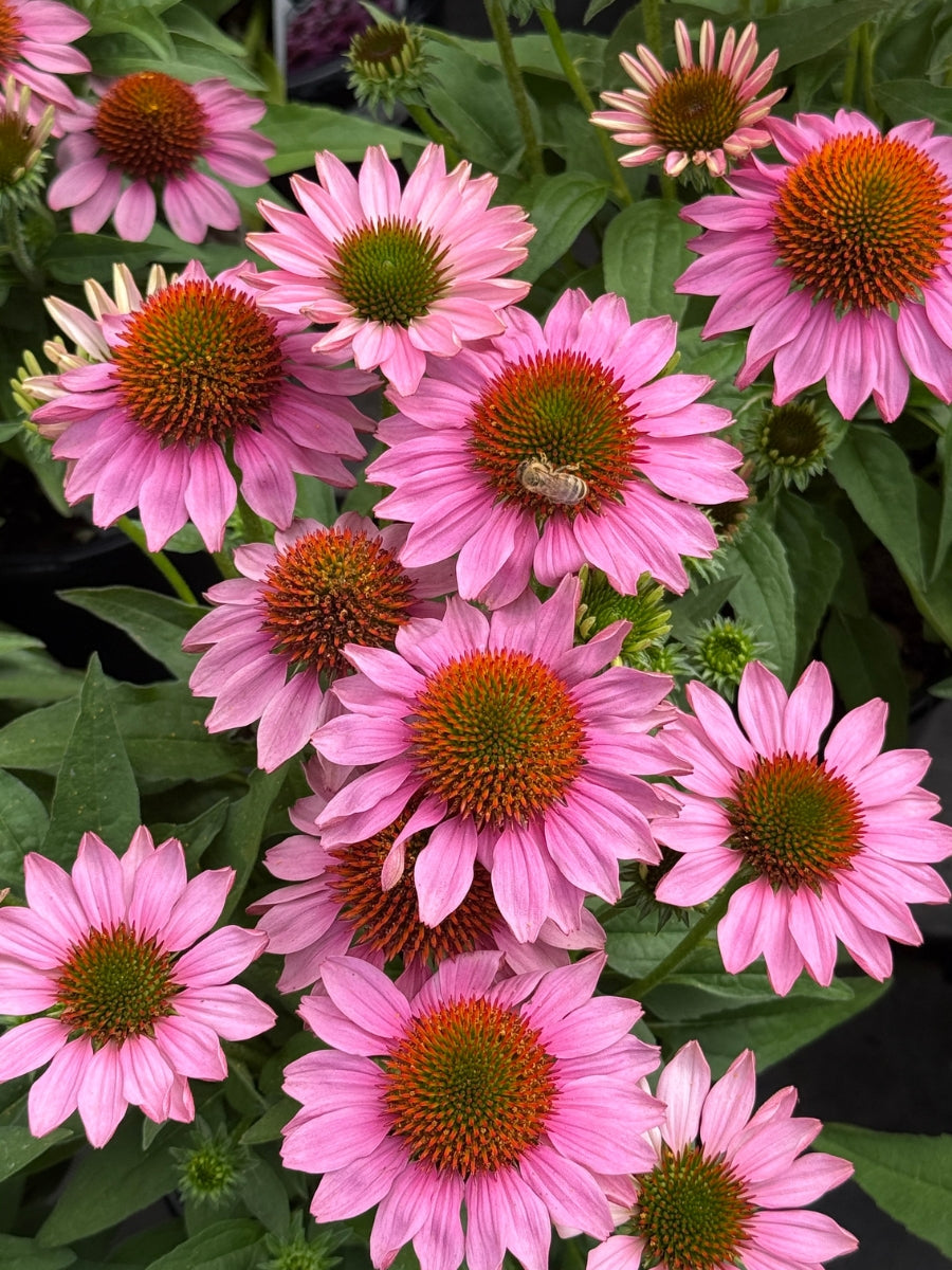 Echinacea 'Sunmagic Vintage Pink' 1G
