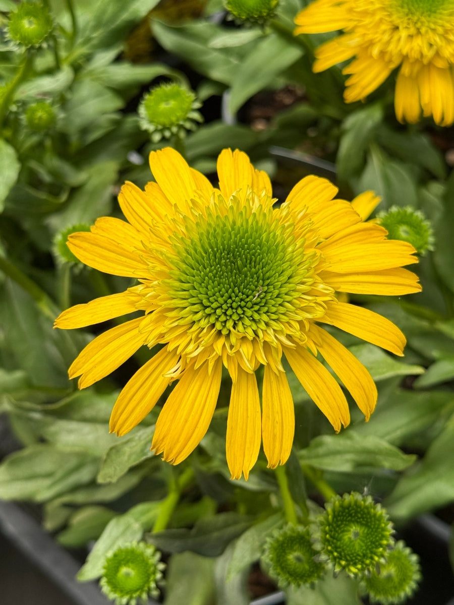 Echinacea 'Sunny Days Lemon' 1G