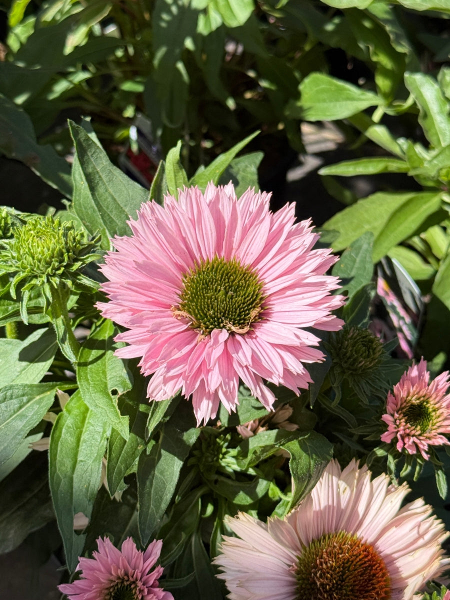 Echinacea 'Sunseeker Salmon' 1G