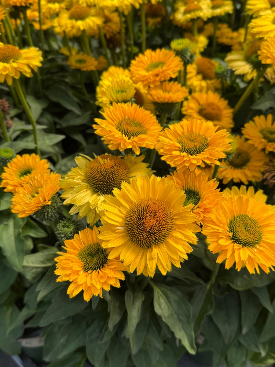 Echinacea 'Sunseekers™ Golden Sun' Coneflower 1G