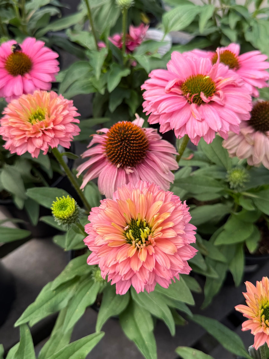 Echinacea 'Sunseekers Pink Grapefruit' 1G
