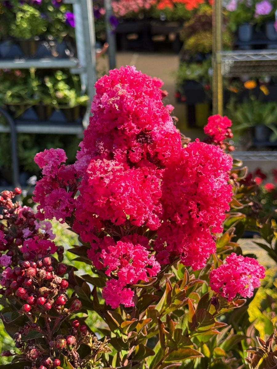 Summerlasting® Strawberry Crape Myrtle 5G