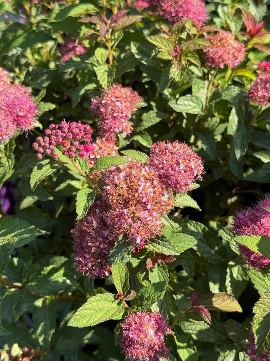 Spiraea x 'Superstar' 2G