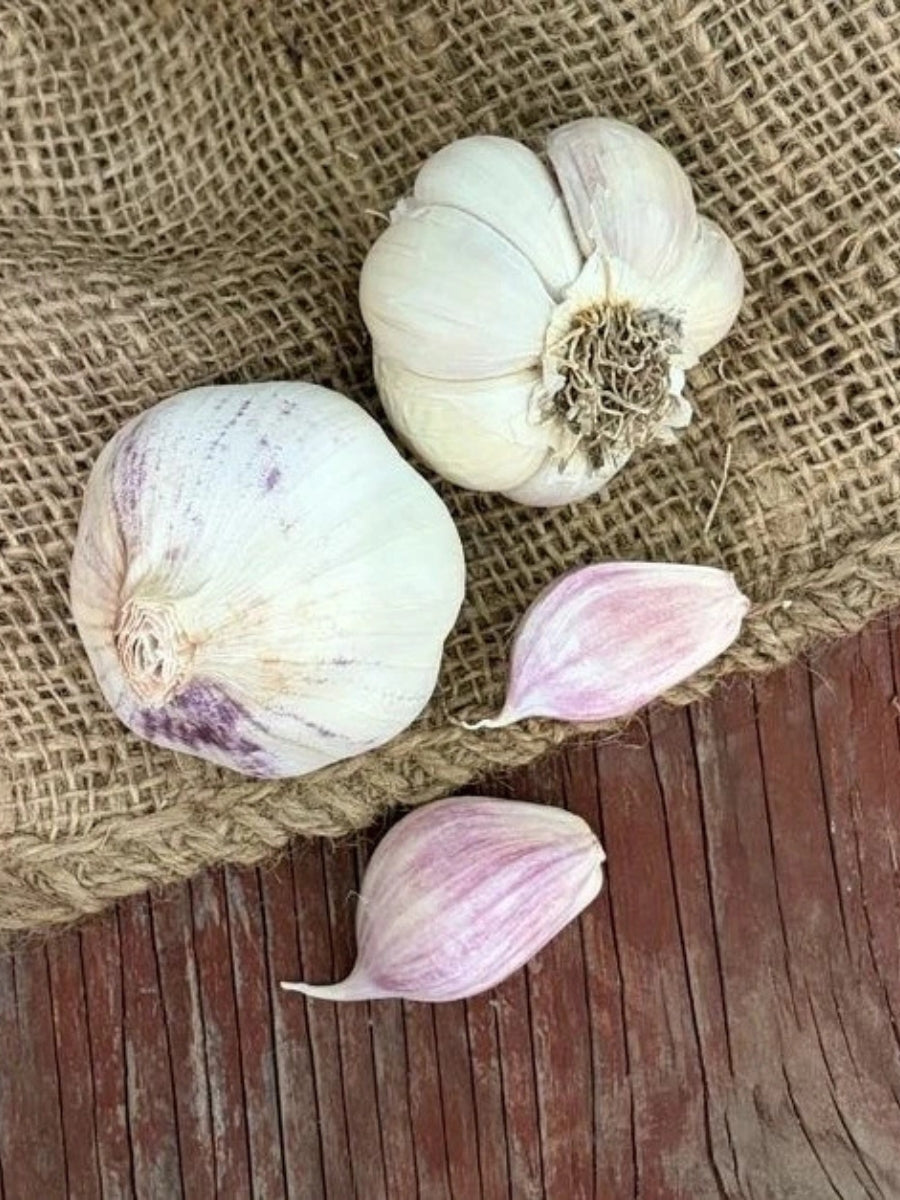 Garlic Bulb - Susanville