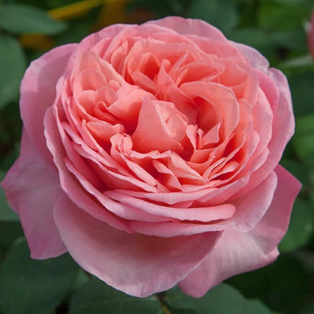 Hybrid Tea | Sweet Mademoiselle™