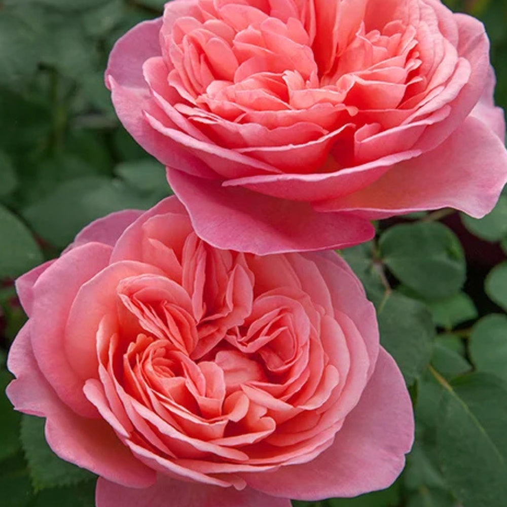 Hybrid Tea | Sweet Mademoiselle™