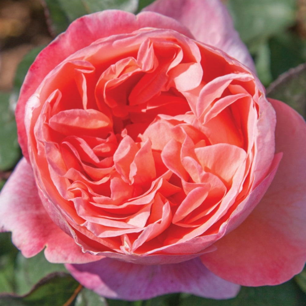 Hybrid Tea | Sweet Mademoiselle™