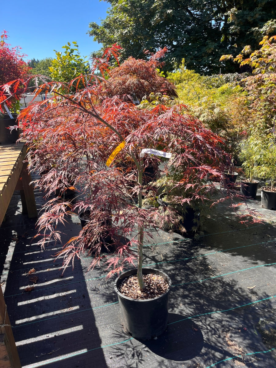 Japanese Maple | Acer palmatum 'Tamukeyama' 5G