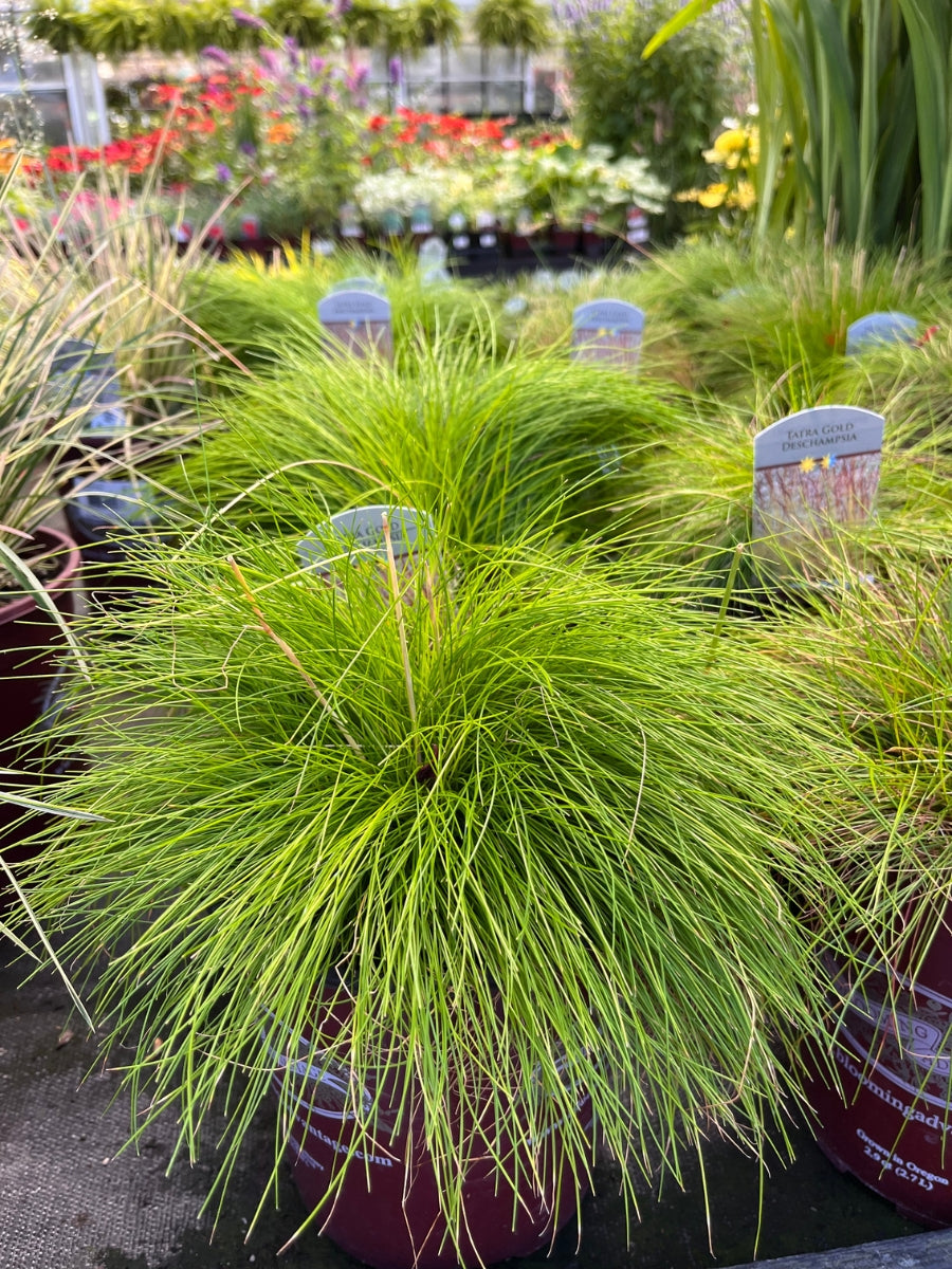 Deschampsia Tatra Aurea 1G