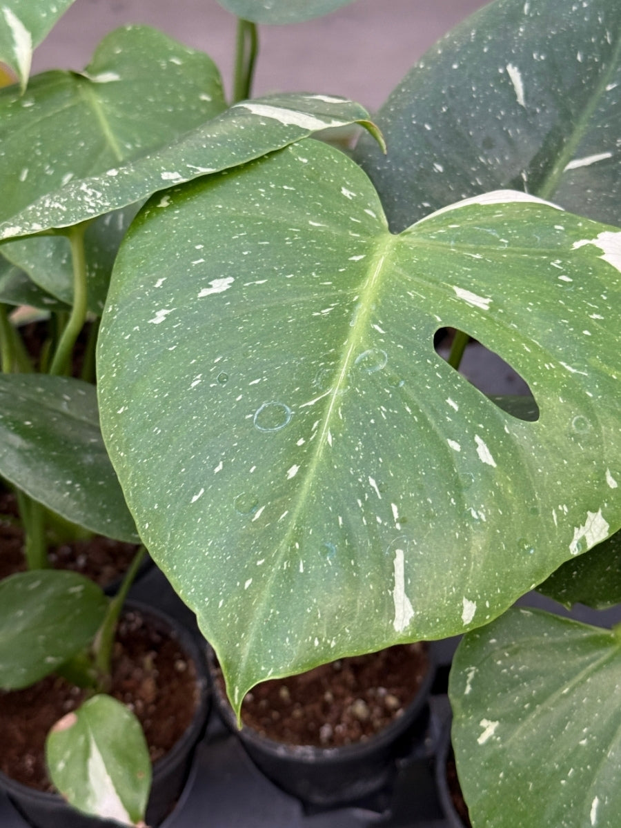monstera thai constellation vs monstera variegata Monstera Deliciosa 'Thai Constellation' 4''