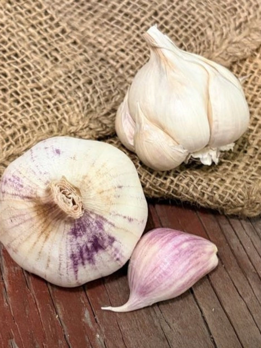 Garlic Softneck 'Thermadrone' - Edible Bulb