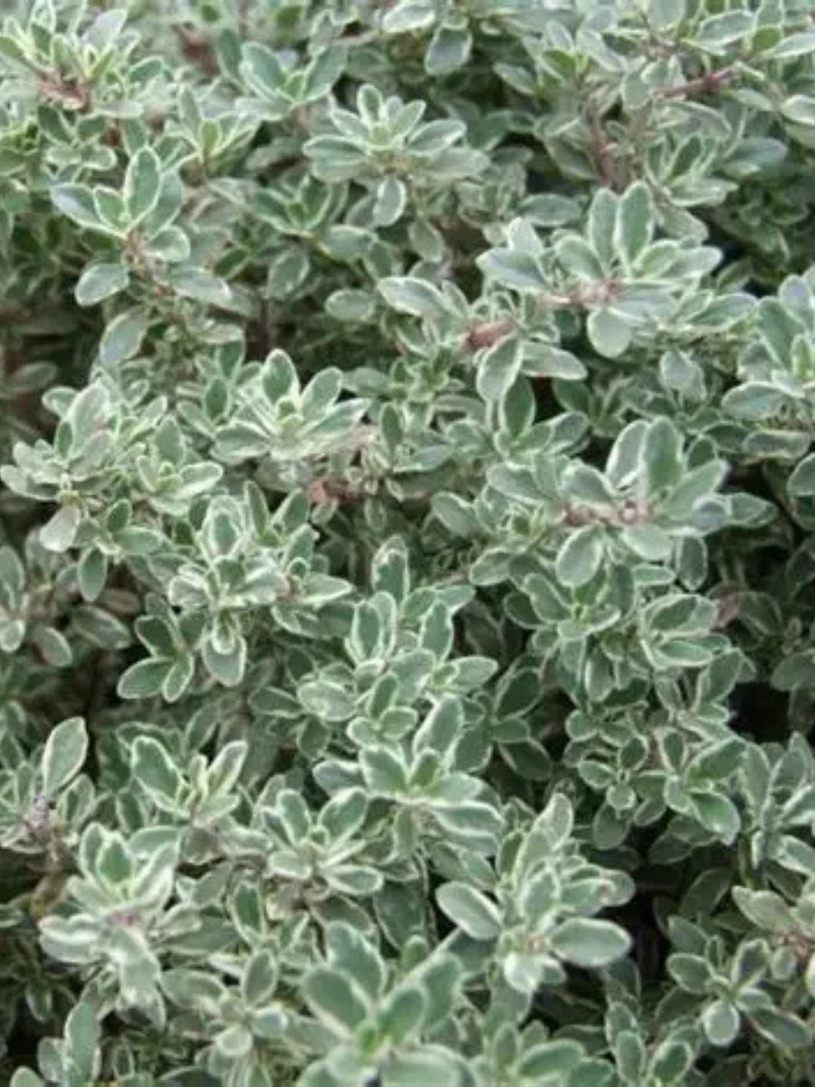 Thyme 'Silver Edge' Lemon 4''