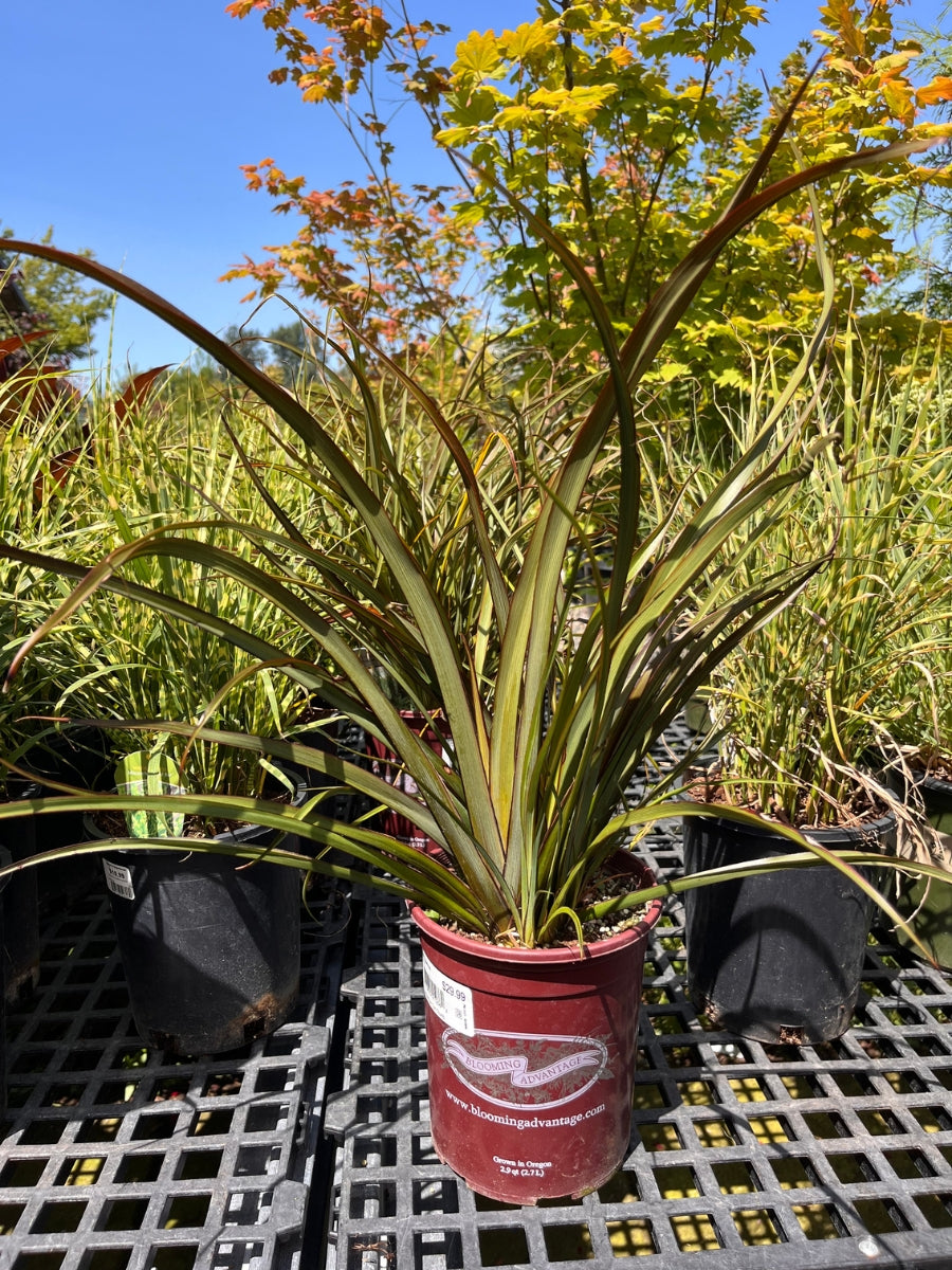 Phormium 'Tom Thumb' 1G