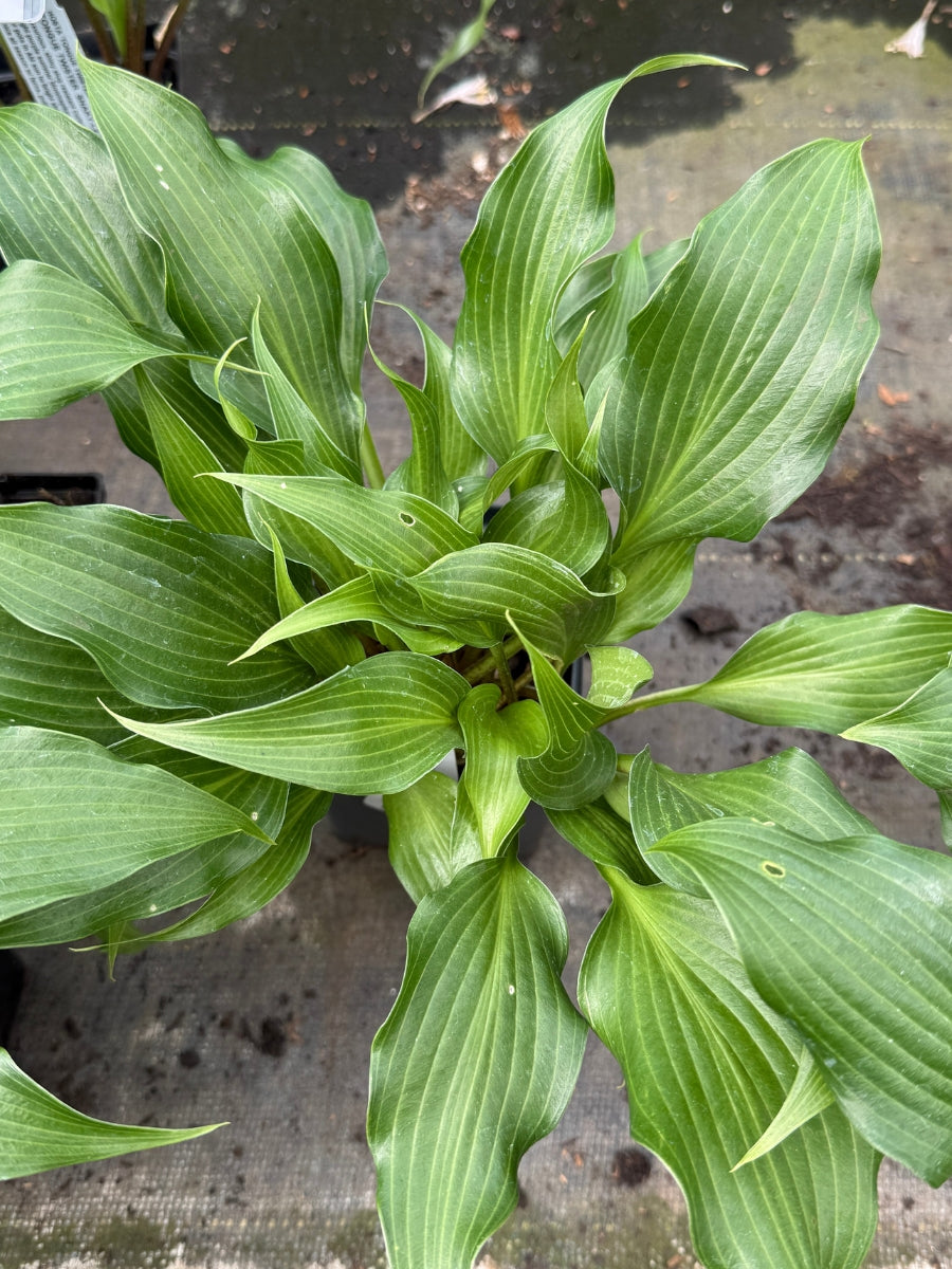 Hosta 'Tongue Twister' Qt.