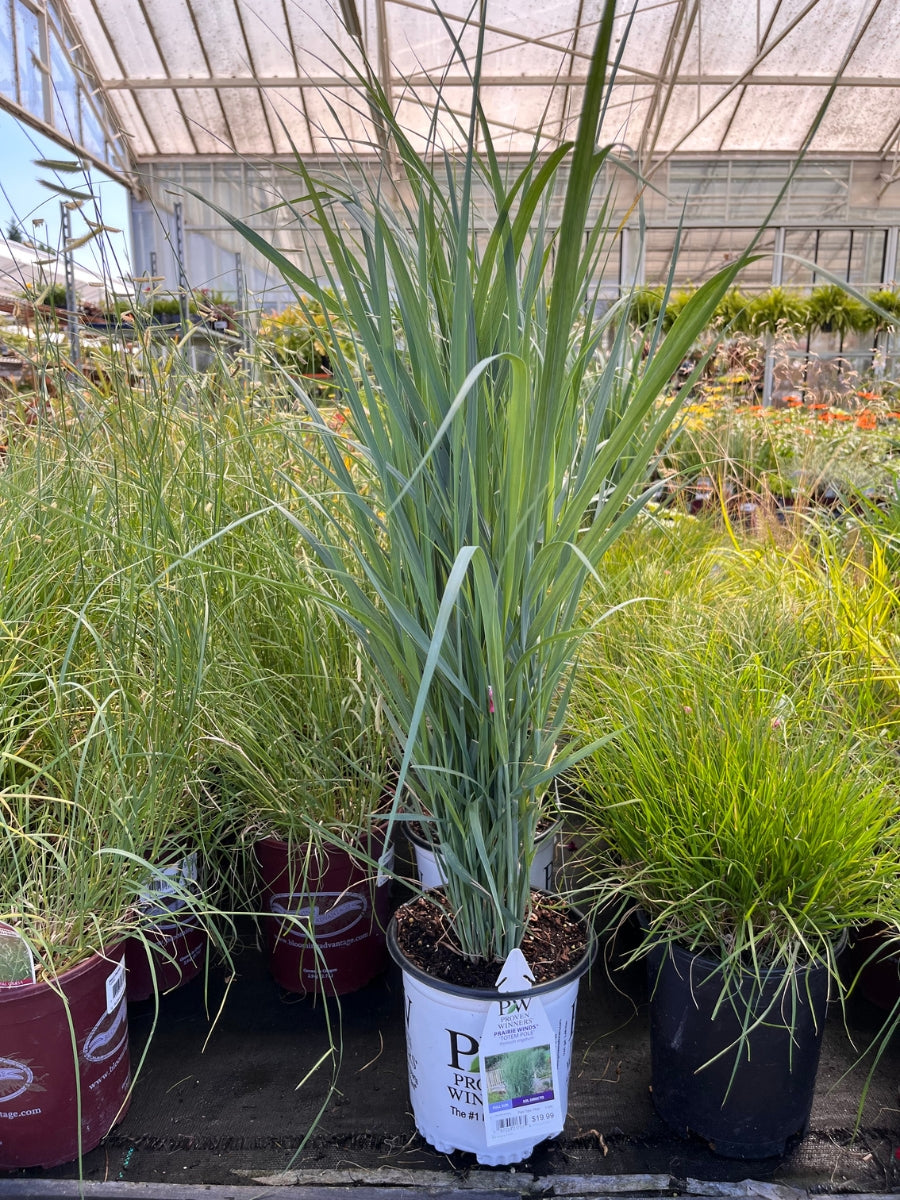 Switch Grass Prairie Winds® 'Totem Pole'