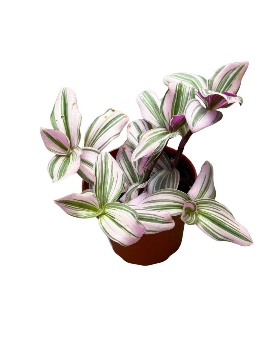 tradescantia nanouk succulent Tradescantia Nanouk Wandering Jew - Live in a 4 Inch Pot - Tradescantia Albiflora