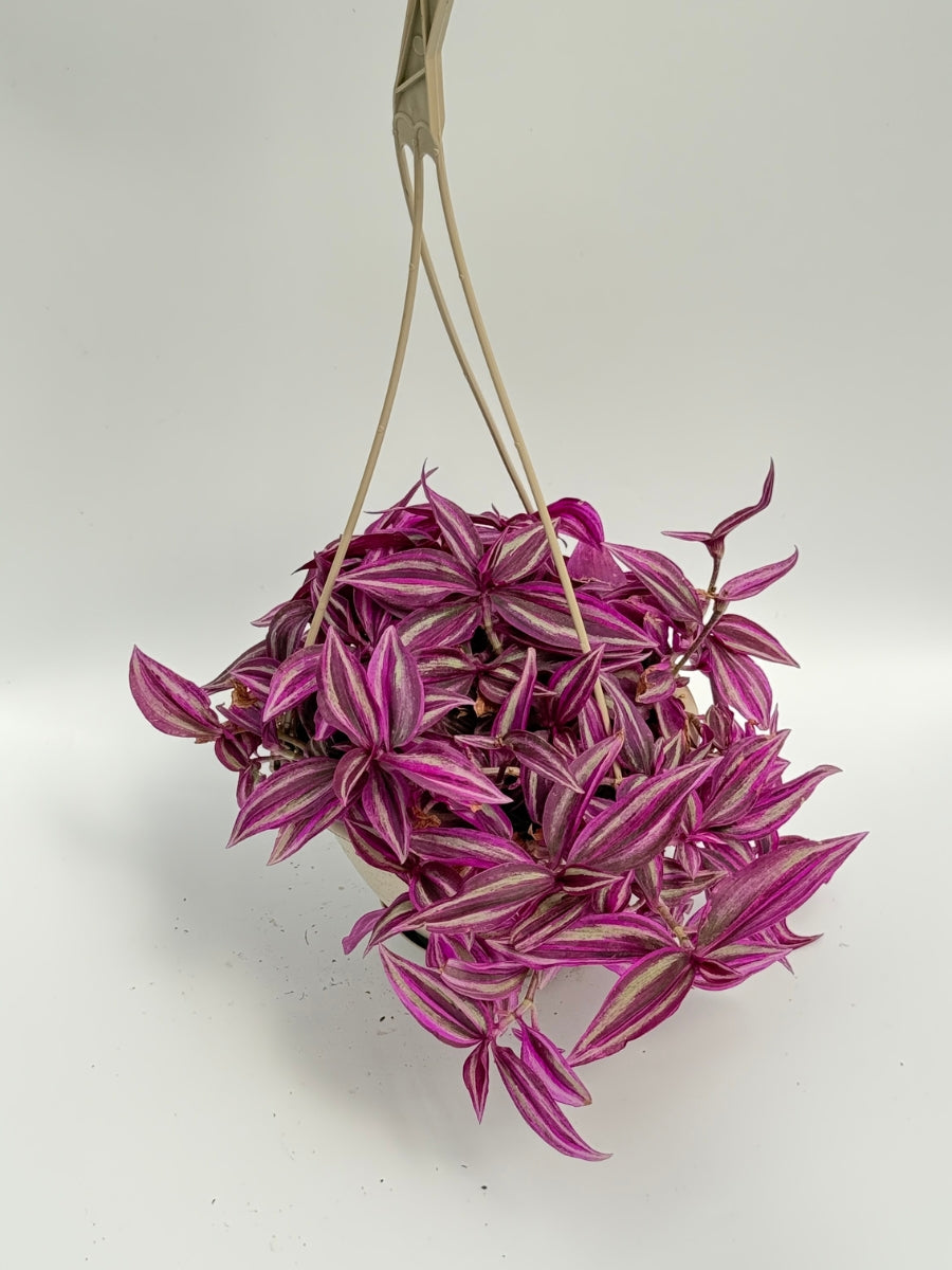 Hanging Basket | Tradescantia 'Pink Paradise' 6''