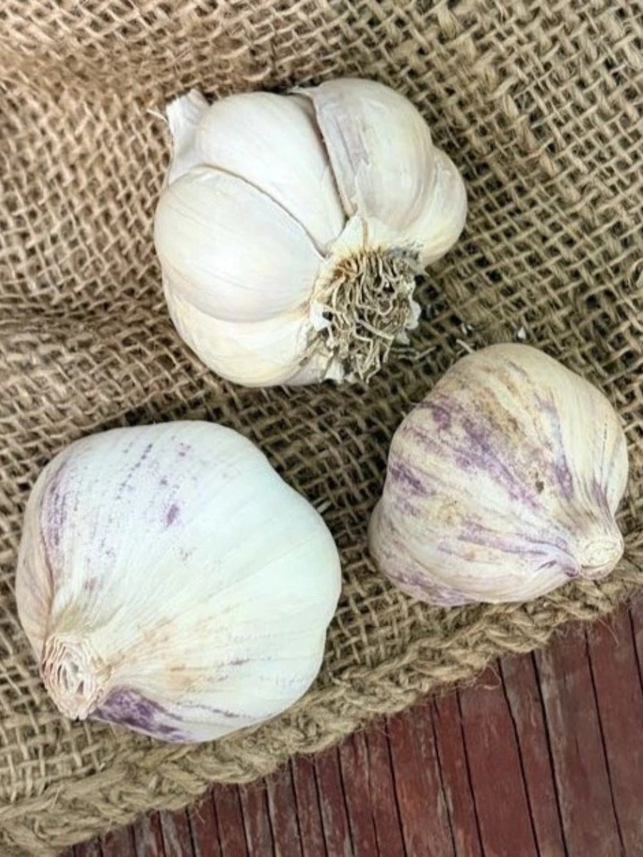 Garlic Softneck 'Transylvanian' - Edible Bulb