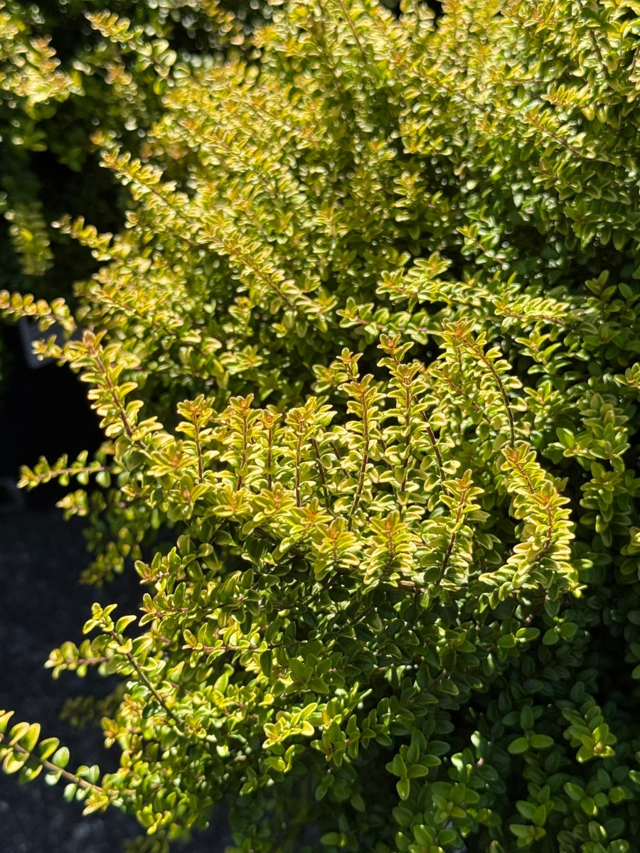 Lonicera 'Twiggy' 2G