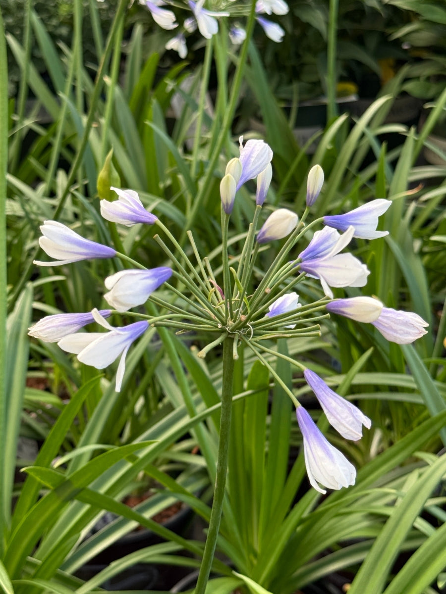 Agapanthus Twister 1G