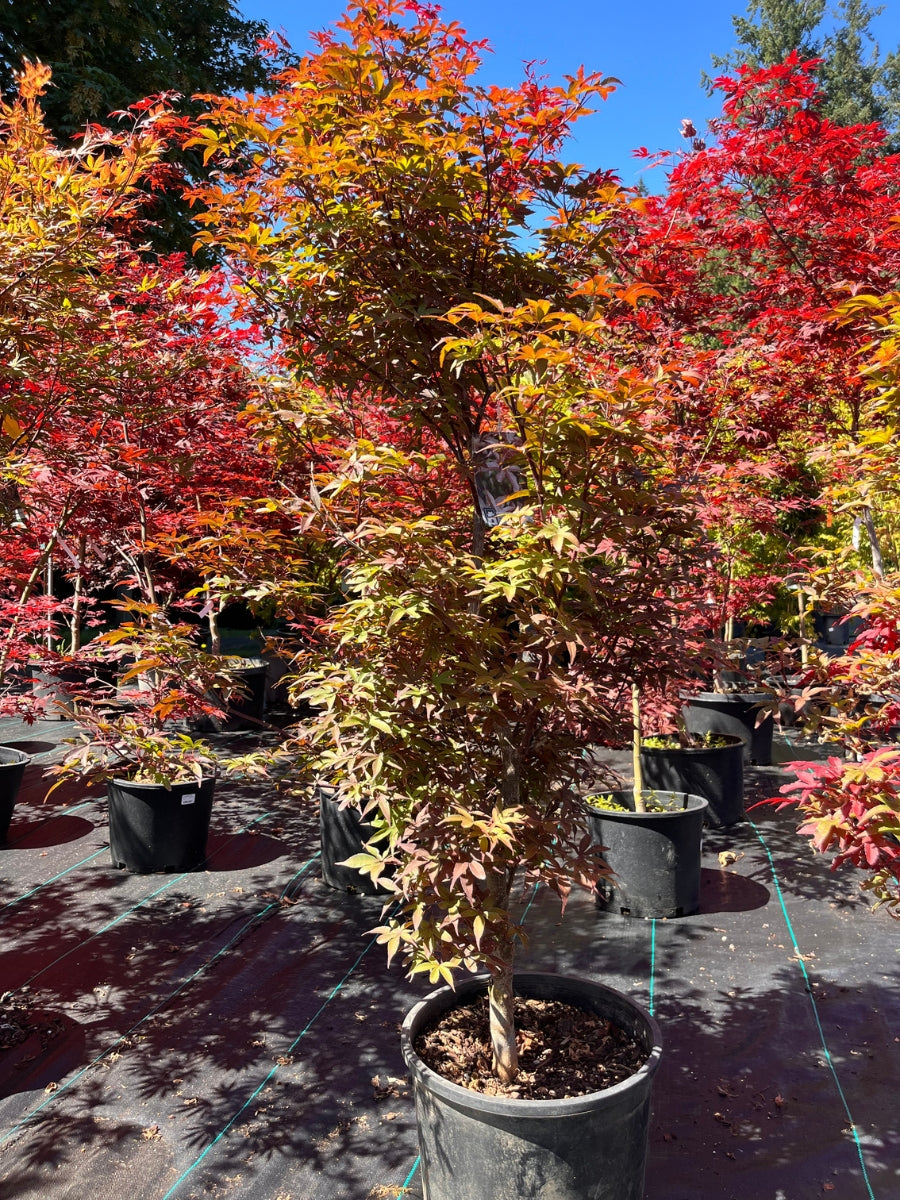 Japanese Maple | Acer palmatum 'Twomblys Sentinel' 5G