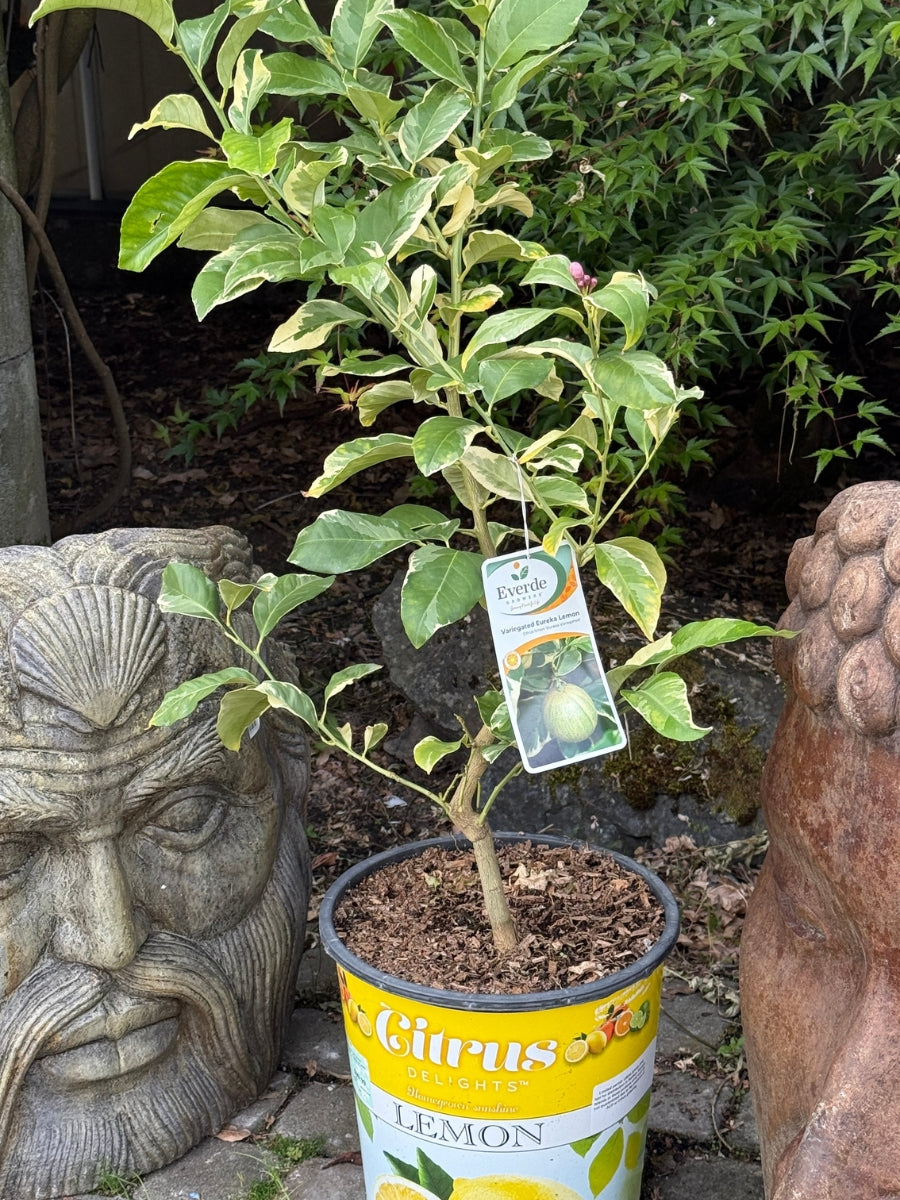 Citrus Eureka Lemon Variegated 5G