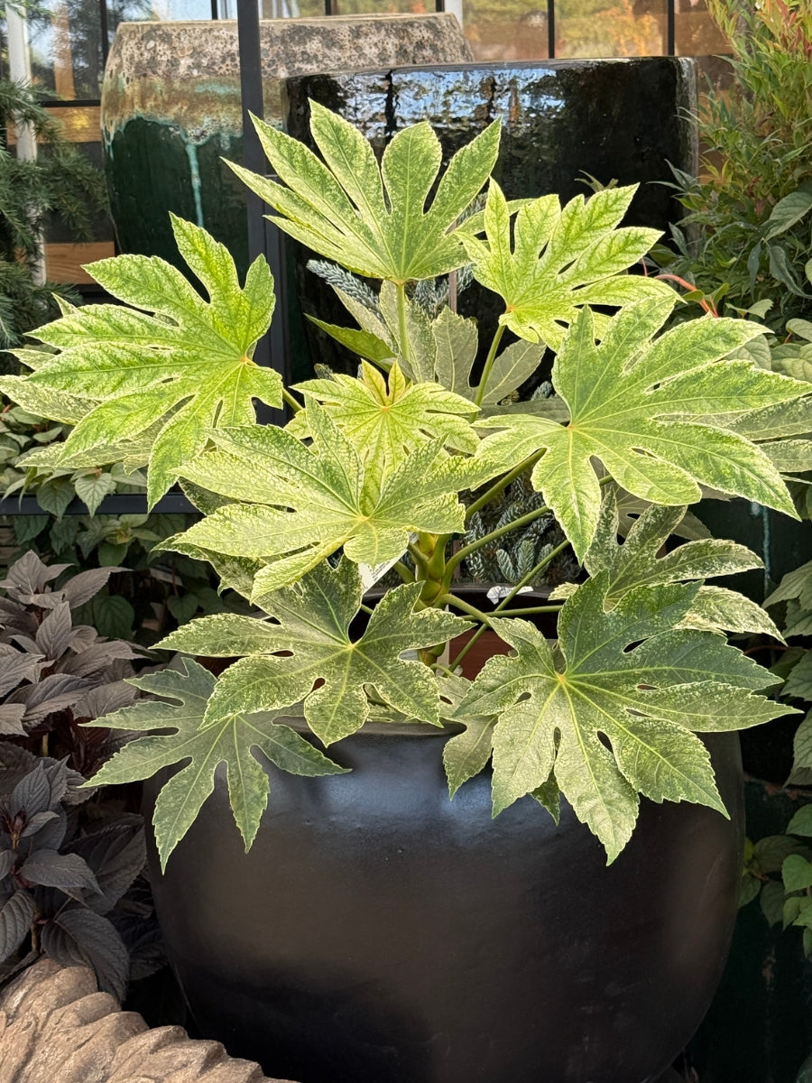Variegated Fatsia 'Spider Web' 5G