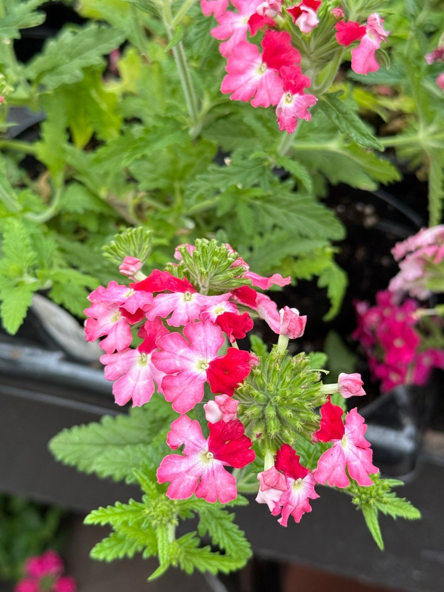 Verbena Lanai® Twister 'Hot Lips' 4"