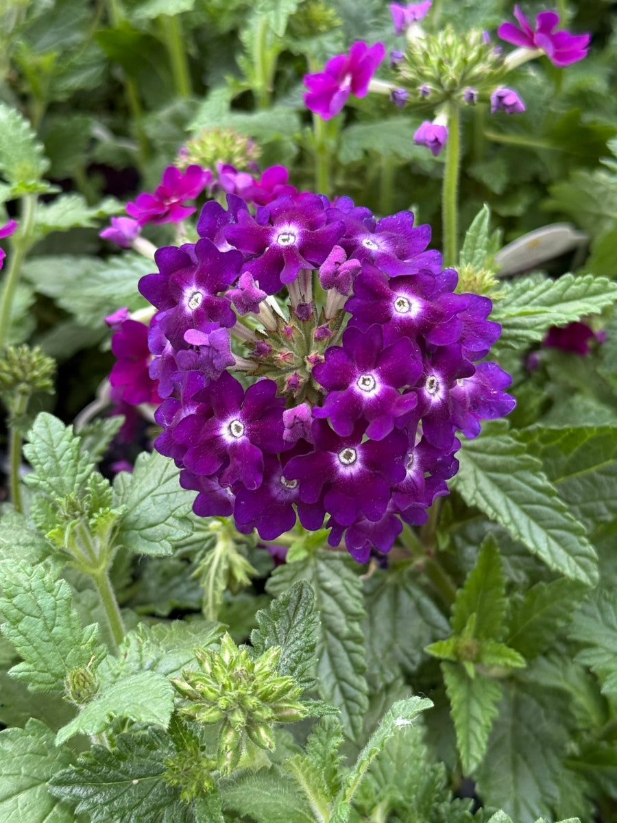 Verbena Lascar™ Black Velvet 4"