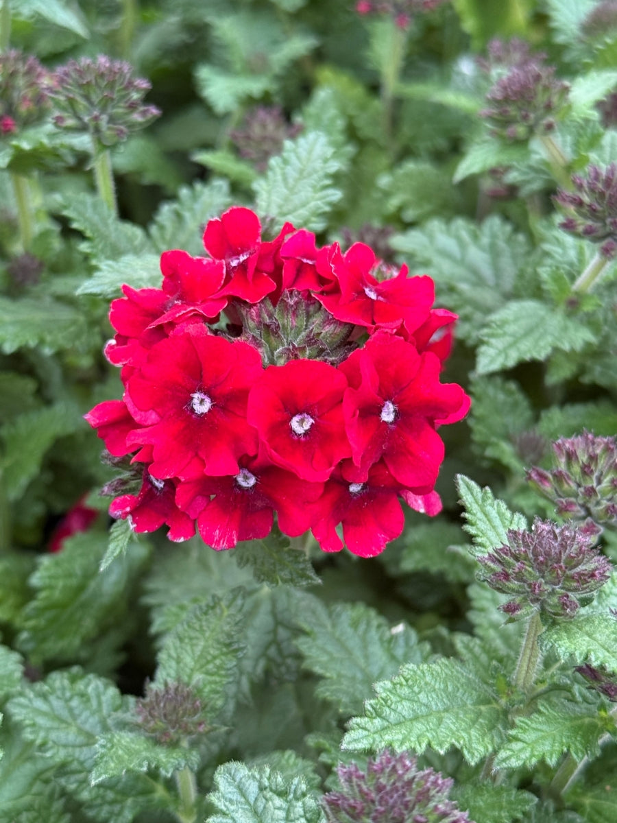 Verbena Lascar 'Compact Red' 4''