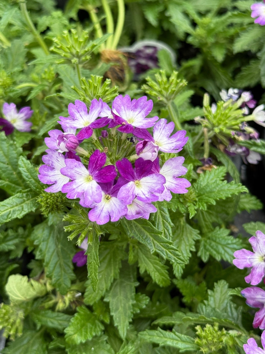 Verbena Lascar 'Blue Wing' 4''
