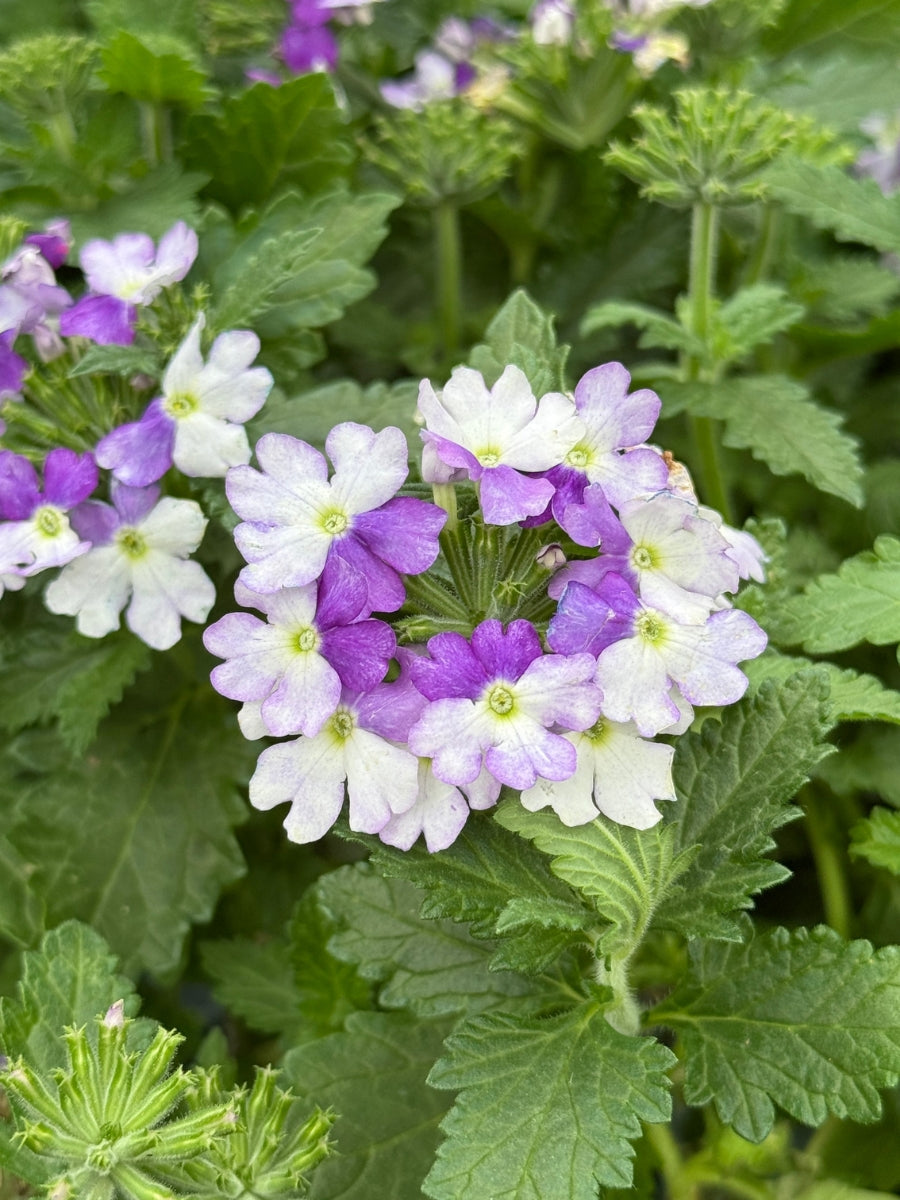 Verbena Superbena 'Stormcloud' 4''